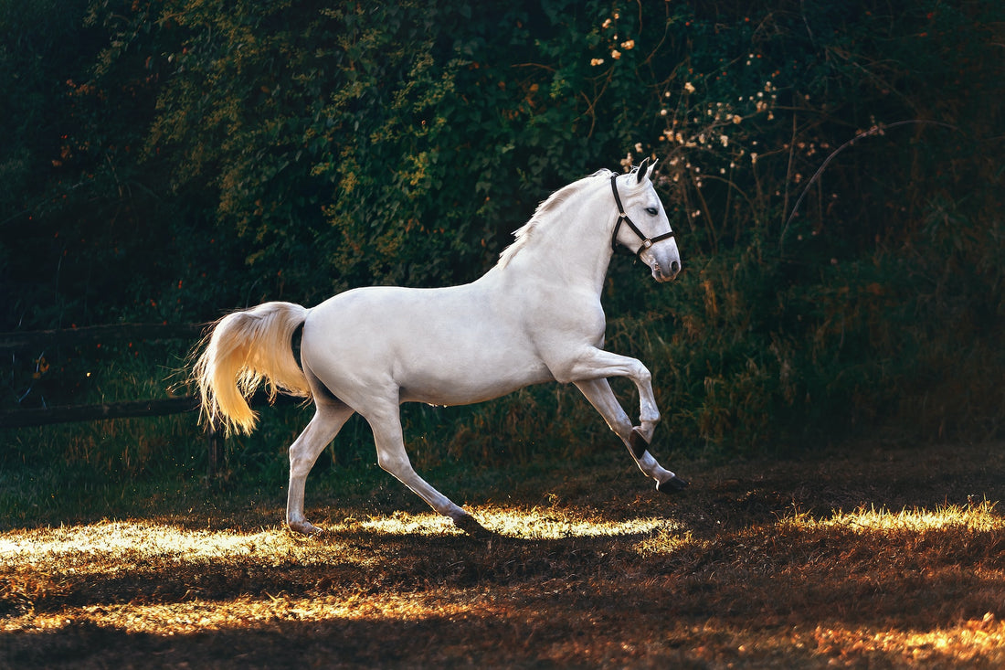 Top 10 Essential Tips for Horse and Pony Care